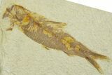 Detailed Fossil Fish (Knightia) - Wyoming #369414-1
